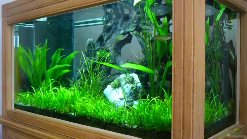 Aquarium Hauptansicht von Becken 1279 Aquarium Hauptansicht von Becken 1279