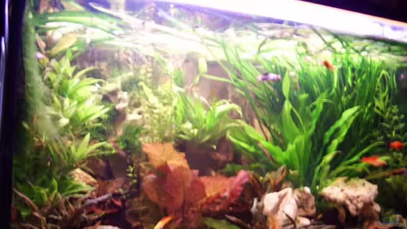 Aquarium Hauptansicht von Becken 12802 Aquarium Hauptansicht von Becken 12802