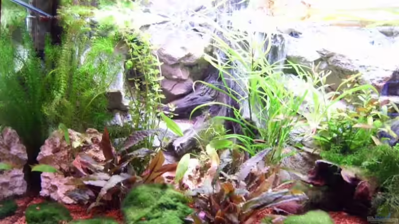 Aquarium Hauptansicht von Becken 12804 Aquarium Hauptansicht von Becken 12804