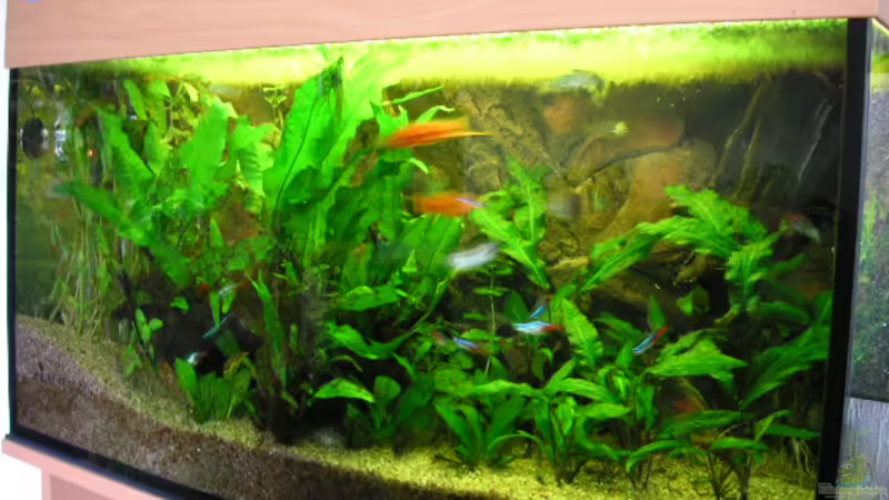 Aquarium Hauptansicht von Becken 1283 Aquarium Hauptansicht von Becken 1283