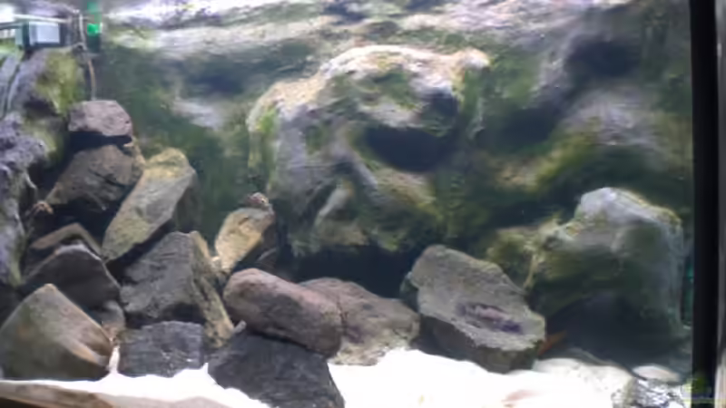 Aquarium Hauptansicht von Becken 12835 Aquarium Hauptansicht von Becken 12835