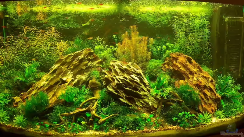 Aquarium Hauptansicht von Becken 12867 Aquarium Hauptansicht von Becken 12867