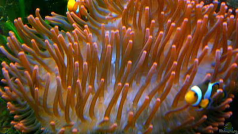 Aquarium Hauptansicht von Becken 12881 Aquarium Hauptansicht von Becken 12881