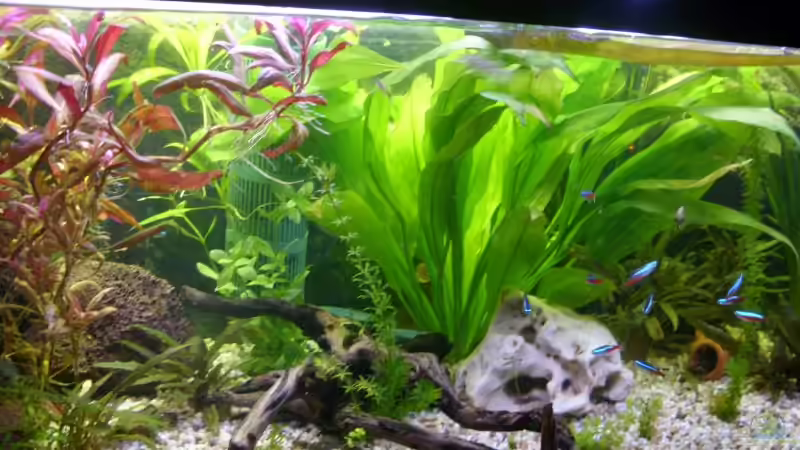 Aquarium Hauptansicht von Becken 12896 Aquarium Hauptansicht von Becken 12896