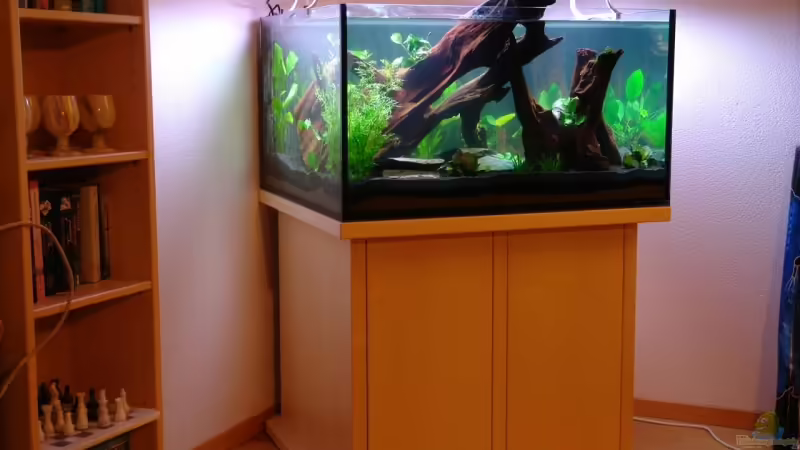 Aquarium Hauptansicht von Becken 12899 Aquarium Hauptansicht von Becken 12899