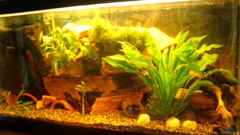 Aquarium Hauptansicht von Becken 12901 Aquarium Hauptansicht von Becken 12901