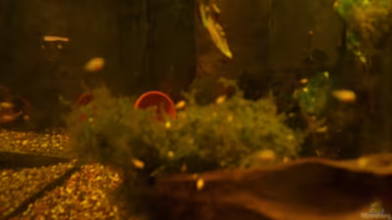 Aquarium Hauptansicht von Becken 12902 Aquarium Hauptansicht von Becken 12902