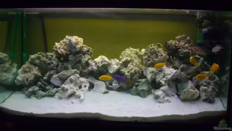 Aquarium Hauptansicht von Becken 12945 Aquarium Hauptansicht von Becken 12945