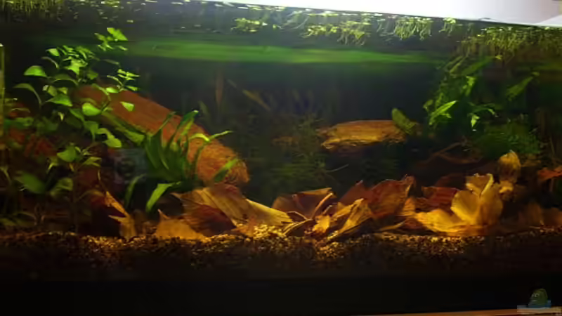 Aquarium Hauptansicht von Becken 12951 Aquarium Hauptansicht von Becken 12951