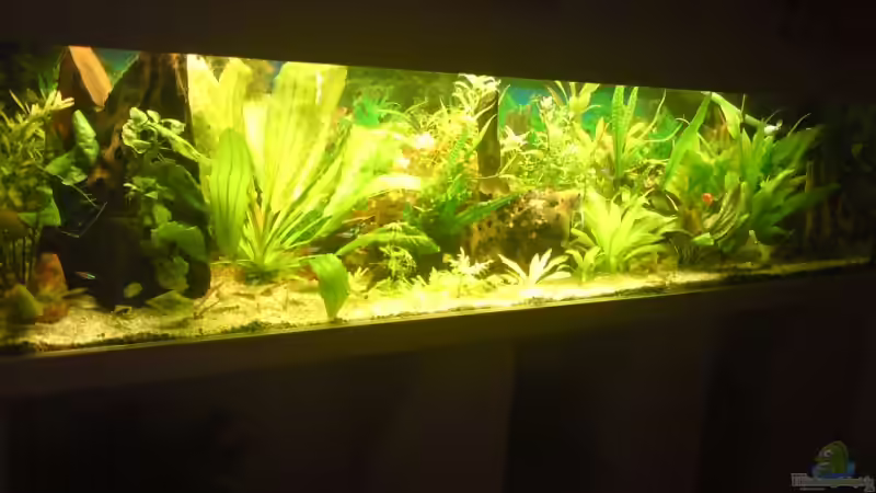 Aquarium Hauptansicht von Becken 12955 Aquarium Hauptansicht von Becken 12955