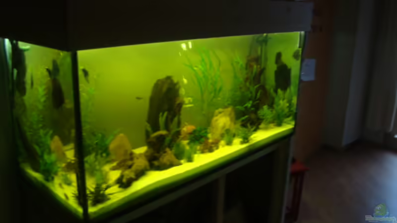 Aquarium Hauptansicht von Becken 12959 Aquarium Hauptansicht von Becken 12959