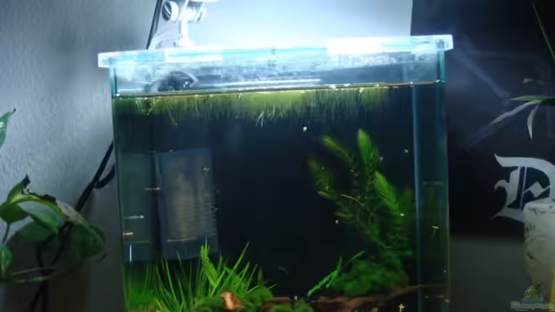 Aquarium Hauptansicht von Becken 12967 Aquarium Hauptansicht von Becken 12967