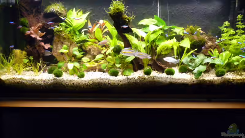 Aquarium Hauptansicht von Becken 12968 Aquarium Hauptansicht von Becken 12968