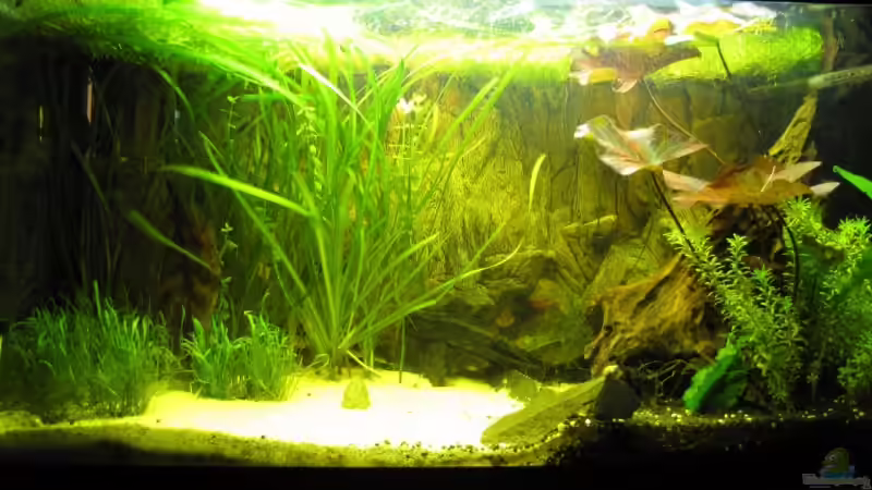 Aquarium Hauptansicht von Becken 12974 Aquarium Hauptansicht von Becken 12974