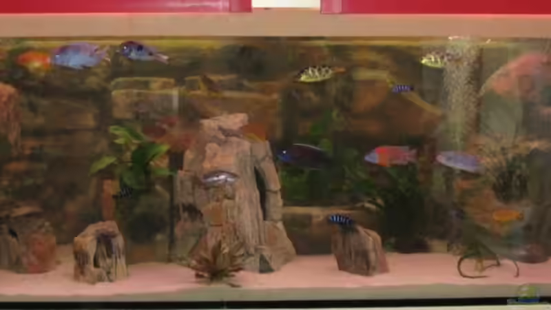 Aquarium Hauptansicht von Becken 12978 Aquarium Hauptansicht von Becken 12978