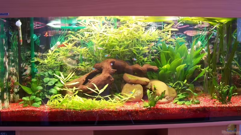 Aquarium Hauptansicht von Becken 1301 Aquarium Hauptansicht von Becken 1301