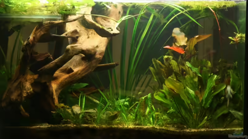 Aquarium Hauptansicht von Becken 13016 Aquarium Hauptansicht von Becken 13016