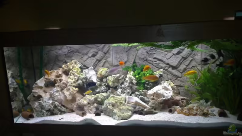 Aquarium Hauptansicht von Becken 13030 Aquarium Hauptansicht von Becken 13030