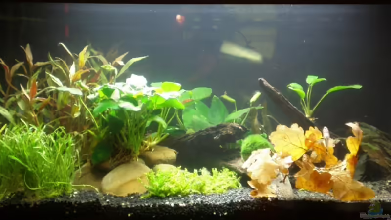 Aquarium Hauptansicht von Becken 13042 Aquarium Hauptansicht von Becken 13042