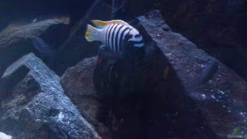 Aquarium Hauptansicht von Becken 13044 Aquarium Hauptansicht von Becken 13044