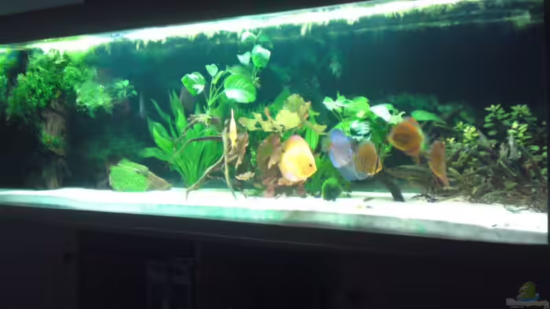 Aquarium Hauptansicht von Becken 13066 Aquarium Hauptansicht von Becken 13066