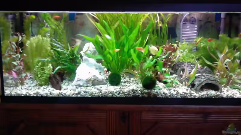 Aquarium Hauptansicht von Becken 13073 Aquarium Hauptansicht von Becken 13073