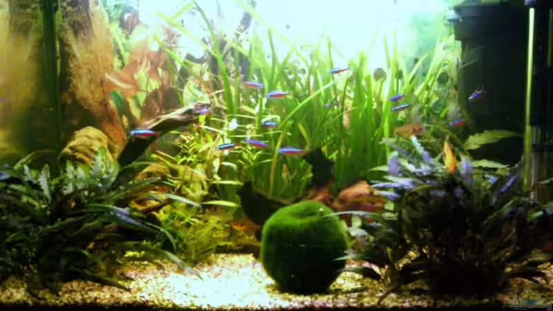 Aquarium Hauptansicht von Becken 13094 Aquarium Hauptansicht von Becken 13094