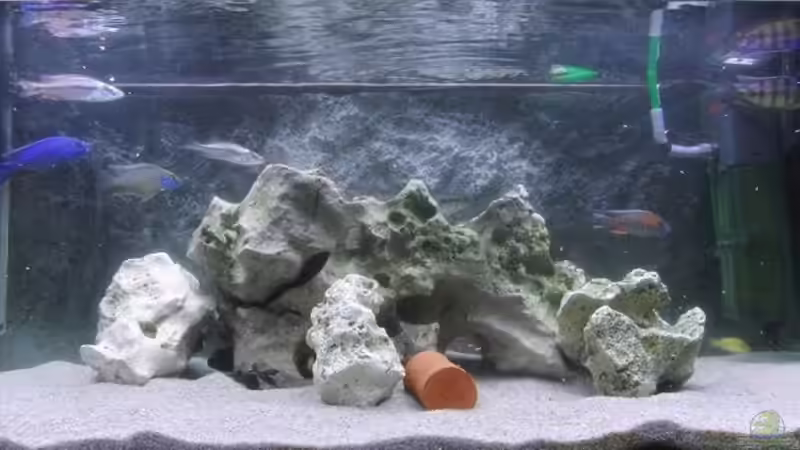 Aquarium Hauptansicht von Becken 13112 Aquarium Hauptansicht von Becken 13112