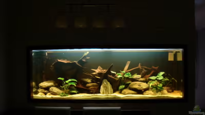 Aquarium Hauptansicht von Becken 13113 Aquarium Hauptansicht von Becken 13113