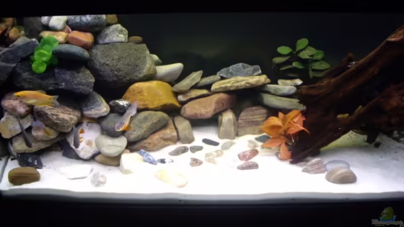 Aquarium Hauptansicht von Becken 13130 Aquarium Hauptansicht von Becken 13130