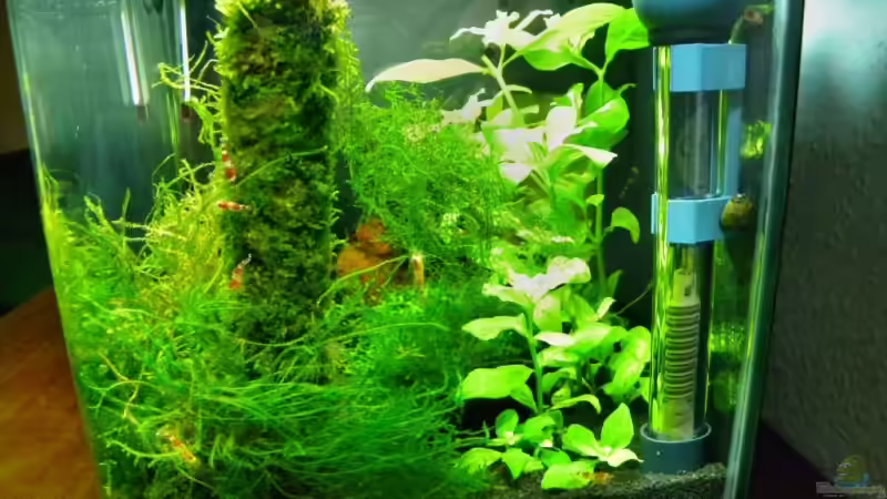 Aquarium Hauptansicht von Becken 13157 Aquarium Hauptansicht von Becken 13157