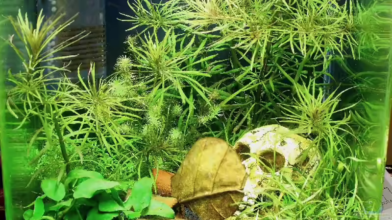 Aquarium Hauptansicht von Becken 13169 Aquarium Hauptansicht von Becken 13169