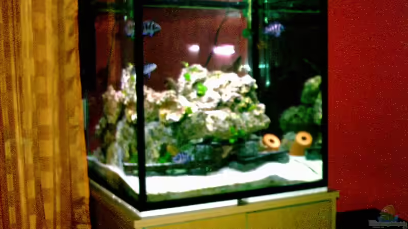 Aquarium Hauptansicht von Becken 1317 Aquarium Hauptansicht von Becken 1317