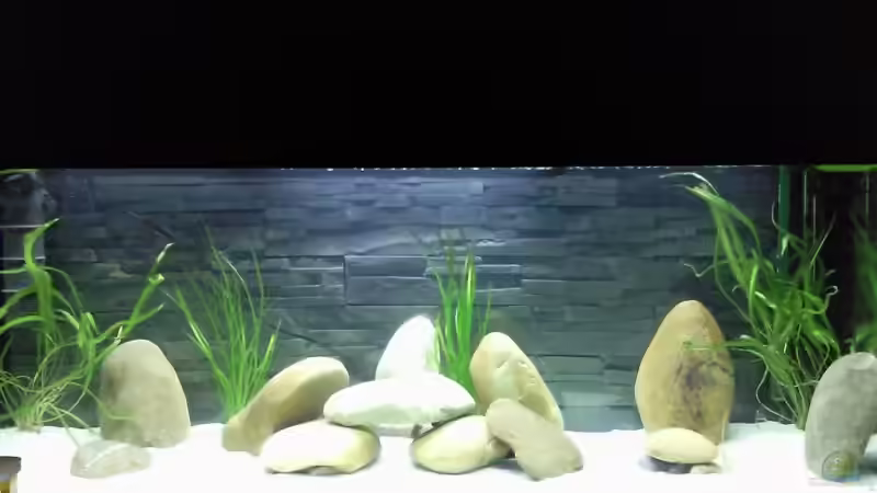 Aquarium Hauptansicht von Becken 13190 Aquarium Hauptansicht von Becken 13190