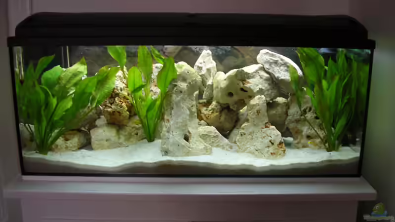 Aquarium Hauptansicht von Becken 1320 Aquarium Hauptansicht von Becken 1320