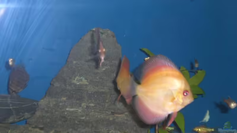 Aquarium Hauptansicht von Becken 13245 Aquarium Hauptansicht von Becken 13245