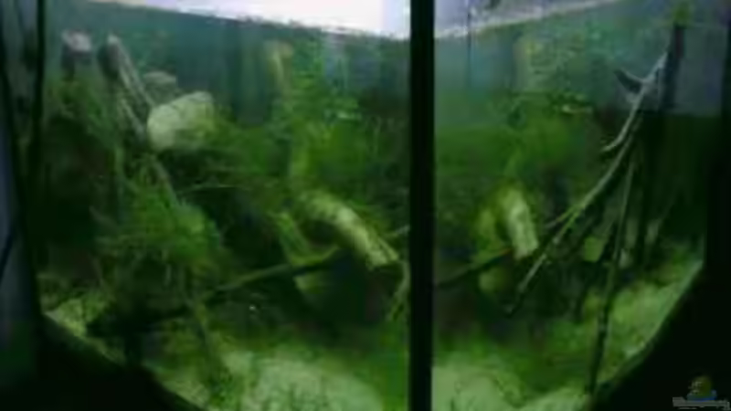 Aquarium Hauptansicht von Becken 13253 Aquarium Hauptansicht von Becken 13253