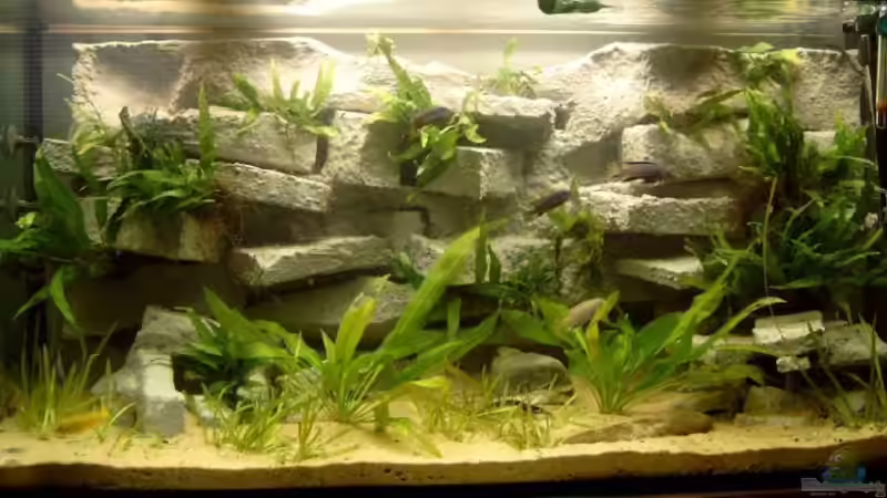 Aquarium Hauptansicht von Becken 1326 Aquarium Hauptansicht von Becken 1326