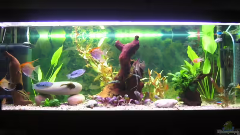 Aquarium Hauptansicht von Becken 13278 Aquarium Hauptansicht von Becken 13278