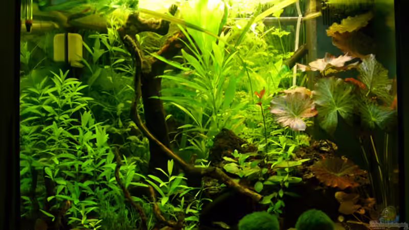 Aquarium Hauptansicht von Becken 13283 Aquarium Hauptansicht von Becken 13283