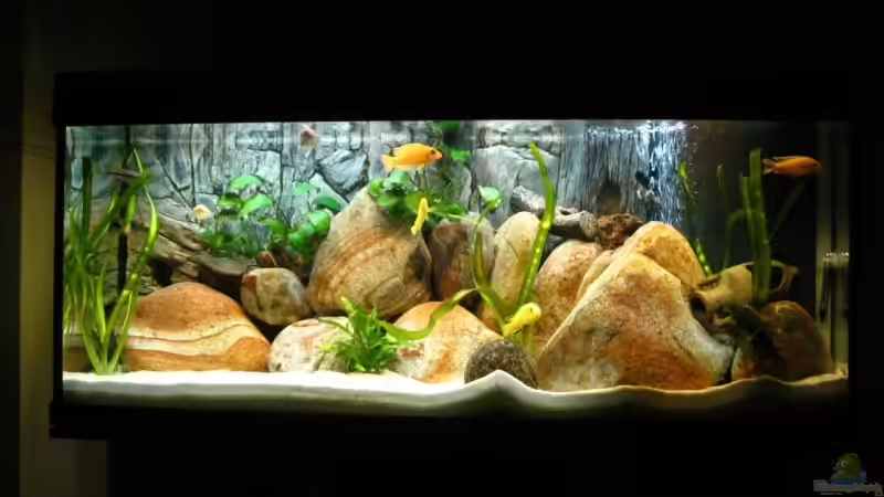 Aquarium Hauptansicht von Becken 13321 Aquarium Hauptansicht von Becken 13321