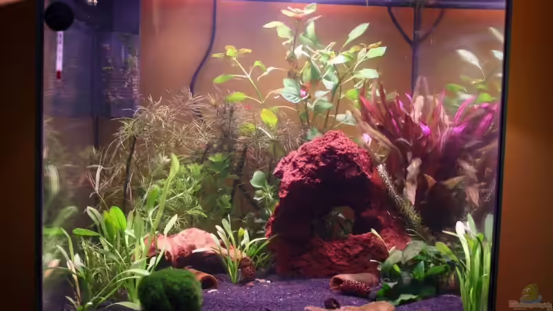 Aquarium Hauptansicht von Becken 13324 Aquarium Hauptansicht von Becken 13324