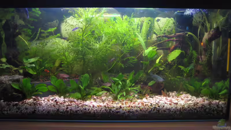 Aquarium Hauptansicht von Becken 1334 Aquarium Hauptansicht von Becken 1334