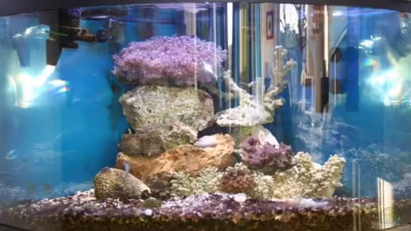 Aquarium Hauptansicht von Becken 1335 Aquarium Hauptansicht von Becken 1335