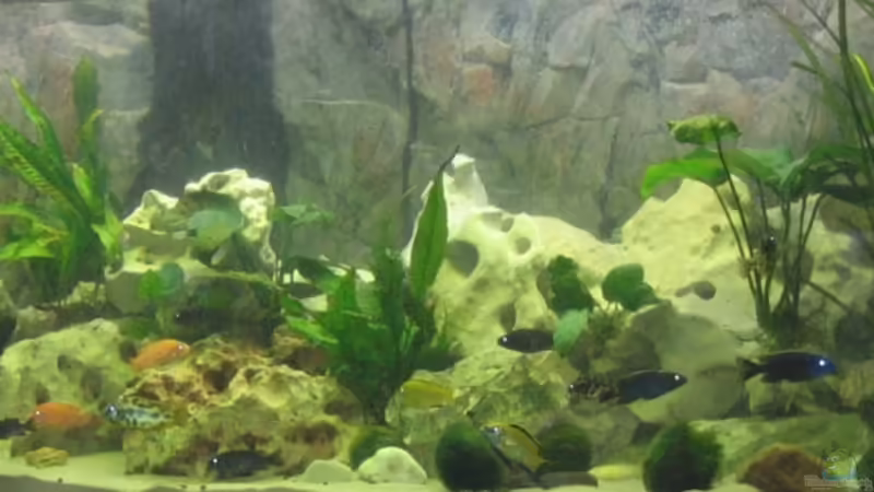 Aquarium Hauptansicht von Becken 13353 Aquarium Hauptansicht von Becken 13353