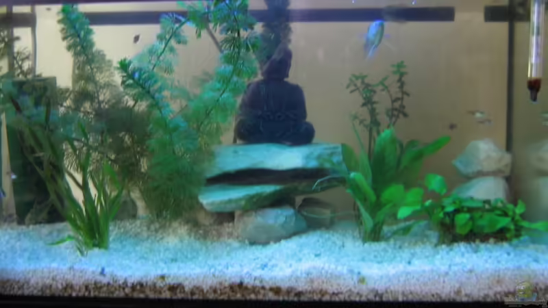 Aquarium Hauptansicht von Becken 13437 Aquarium Hauptansicht von Becken 13437