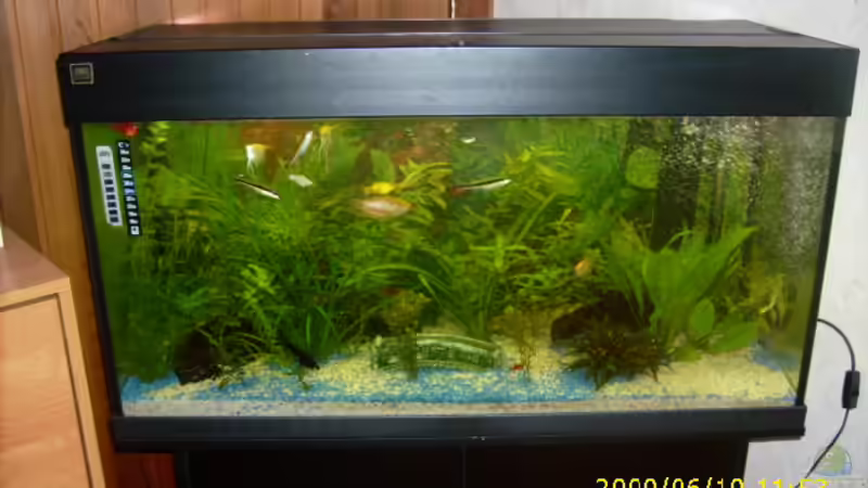 Aquarium Hauptansicht von Becken 13475 Aquarium Hauptansicht von Becken 13475