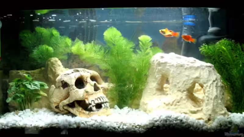 Aquarium Hauptansicht von Becken 13534 Aquarium Hauptansicht von Becken 13534