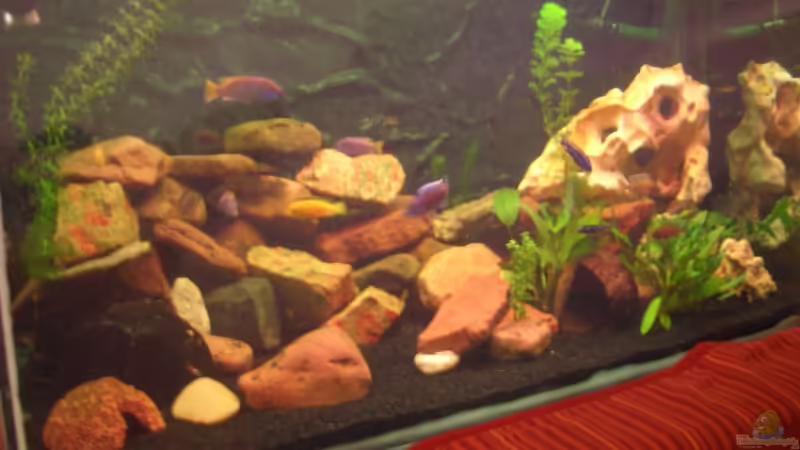 Aquarium Hauptansicht von Becken 13551 Aquarium Hauptansicht von Becken 13551