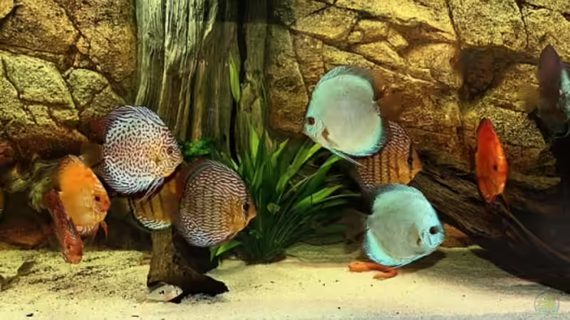 Aquarium Hauptansicht von Becken 13578 Aquarium Hauptansicht von Becken 13578